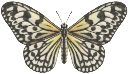 ACNH - Paper Kite Butterfly