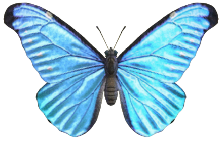 ACNH - Emperor Butterfly