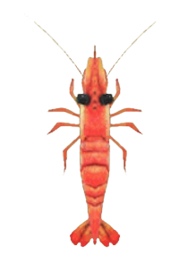 ACNH - Sweet Shrimp