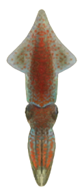 ACNH - Firefly Squid