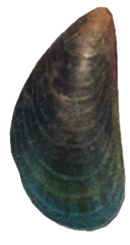 ACNH - Mussel