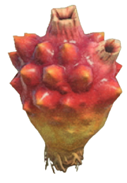 ACNH - Sea Pineapple