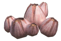 ACNH - Acorn Barnacle