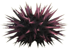 ACNH - Sea Urchin