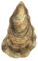 ACNH - Oyster