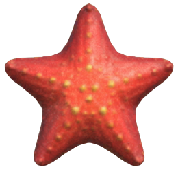 ACNH - Sea Star