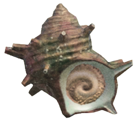 ACNH - Turban Shell