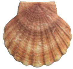 ACNH - Scallop