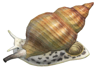 ACNH - Whelk