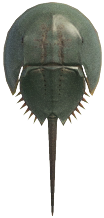 ACNH - Horseshoe Crab