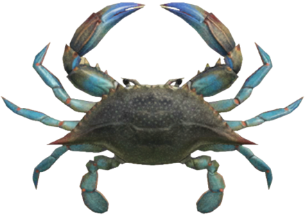 ACNH - Gazami Crab
