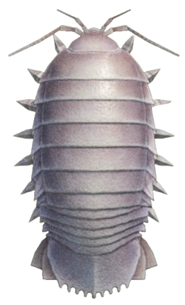 ACNH - Giant Isopod