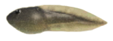ACNH - Tadpole