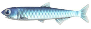 ACNH - Anchovy