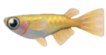 ACNH - Killifish