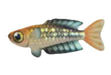 ACNH - Rainbowfish