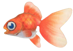 ACNH - Goldfish