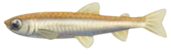 ACNH - Pond Smelt