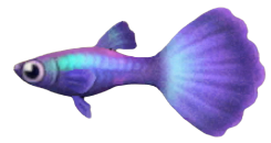 ACNH - Guppy