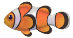 ACNH - Clownfish