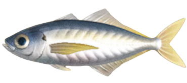 ACNH - Horse Mackerel