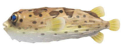 ACNH - Puffer Fish