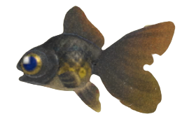 ACNH - Pop-Eyed Goldfish