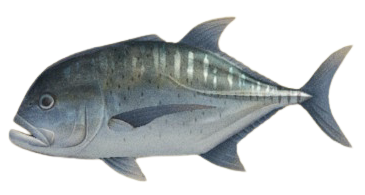 ACNH - Giant Trevally