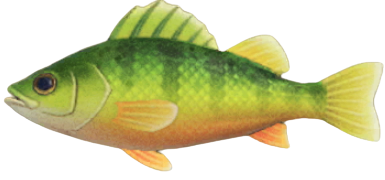 ACNH - Yellow Perch