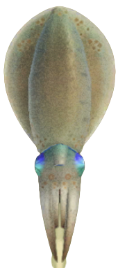 ACNH - Squid