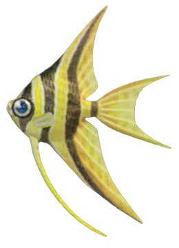 ACNH - Angelfish