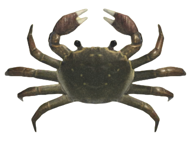 ACNH - Mitten Crab