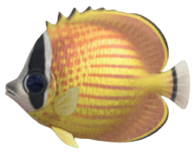 ACNH - Butterfly Fish