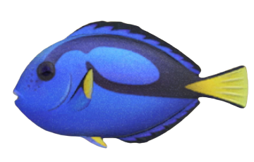 ACNH - Surgeonfish