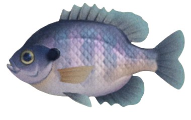 ACNH - Bluegill