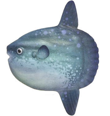 ACNH - Ocean Sunfish