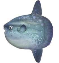 ACNH - Ocean Sunfish