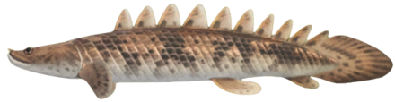 ACNH - Saddled Bichir