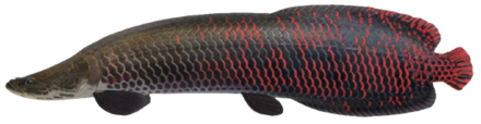 ACNH - Arapaima