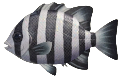 ACNH - Barred Knifejaw