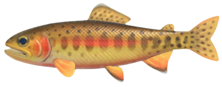 ACNH - Golden Trout