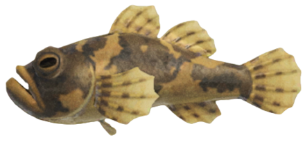 ACNH - Freshwater Goby