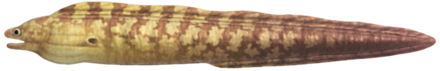 ACNH - Moray Eel