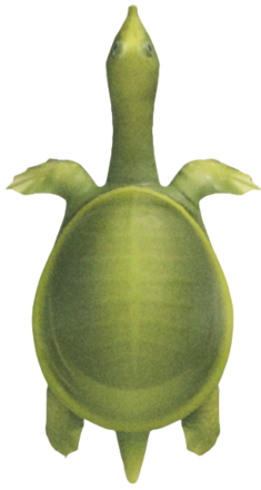 ACNH - Soft-Shelled Turtle