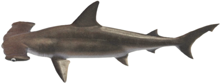 ACNH - Hammerhead Shark
