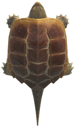 ACNH - Snapping Turtle