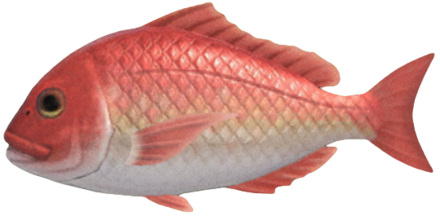 ACNH - Red Snapper