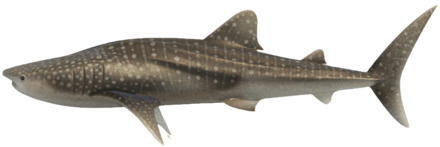 ACNH - Whale Shark
