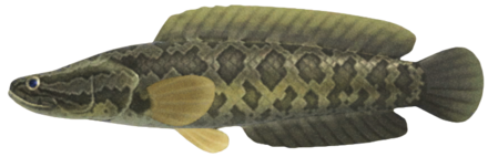 ACNH - Giant Snakehead