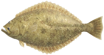 ACNH - Olive Flounder